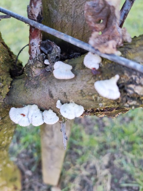 Schizophyllum commune