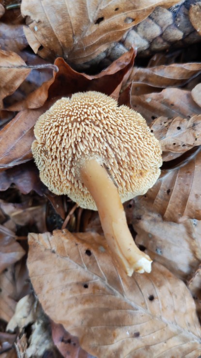 Hydnum rufescens