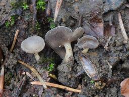 Helvella cupuliformis