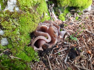 Sarcosphaera coronaria