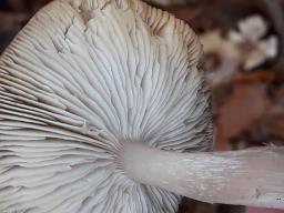 Tricholoma scalpturatum