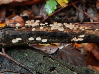 Collybiopsis ramealis