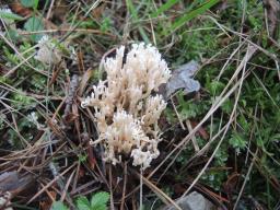 Ramaria gracilis