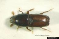 Scolytus multistriatus