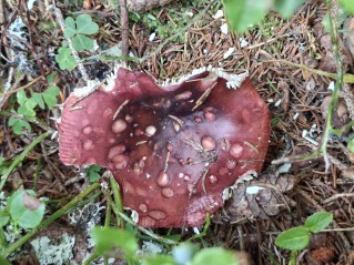 Russula vinosa