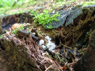 Ceratiomyxa fruticulosa