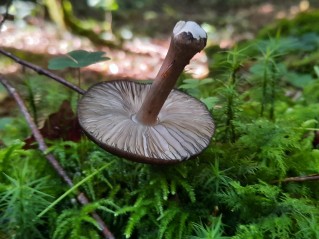 Pluteus atromarginatus