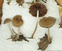 Psathyrella umbrina