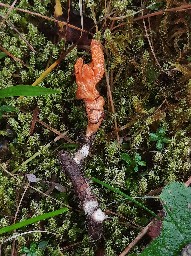 Cordyceps militaris