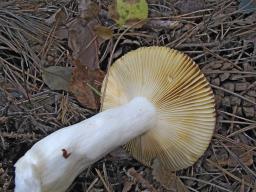 Russula sardonia