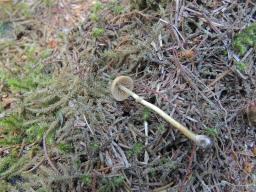 Conocybe vexans