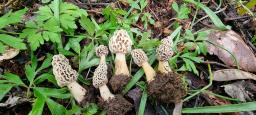 Morchella americana