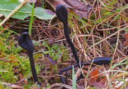 Trichoglossum hirsutum