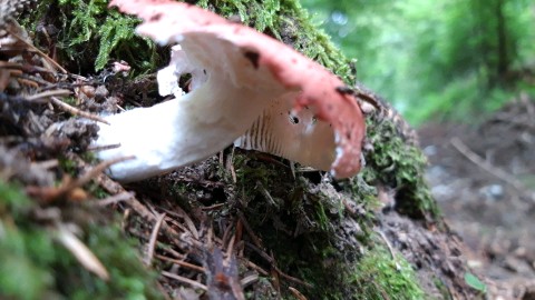 Russula