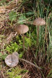 Mycena aetites