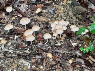 Candolleomyces candolleanus