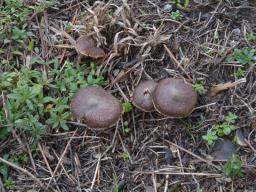 Inocybe rufuloides