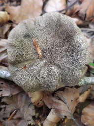 Entoloma plebejum