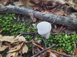 Clitopilus prunulus
