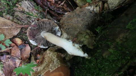 Psathyrella pertinax