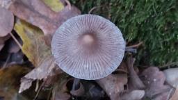 Mycena polygramma