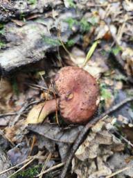 Phylloporus pelletieri