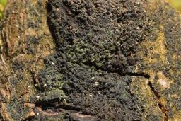 Eutypa spinosa