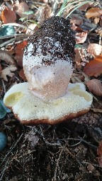 Boletus edulis