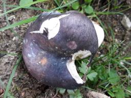 Russula langei