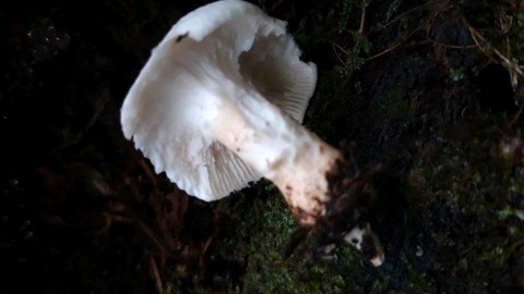 Neolentinus lepideus