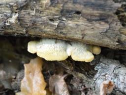 Crepidotus macedonicus