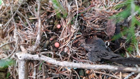 Lycogala epidendrum