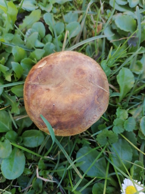 Paxillus involutus