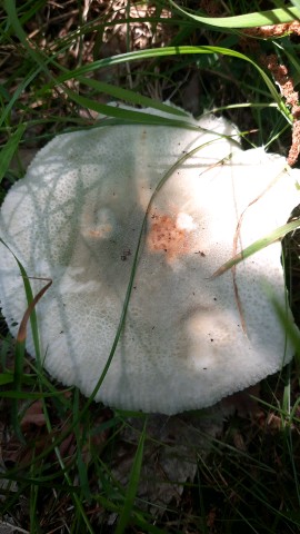 Russula virescens