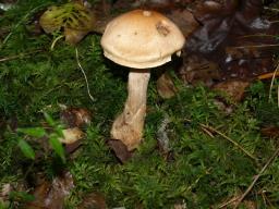 Cortinarius armillatus