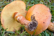 Suillus grevillei