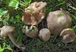 Entoloma sepium