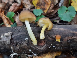Pluteus romellii