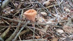 Clavariadelphus truncatus