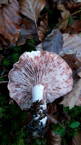 Hygrophorus russula