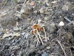 Conocybe pseudocrispa