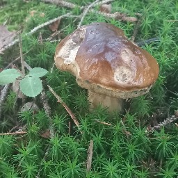 Boletus edulis