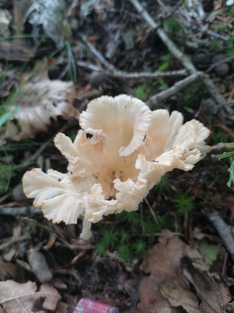 Infundibulicybe gibba