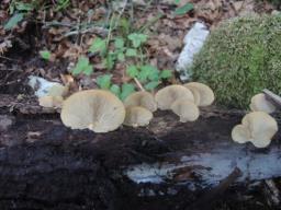 Crepidotus applanatus