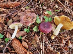 Russula firmula