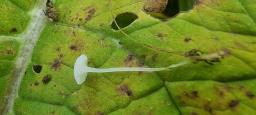 Hemimycena candida