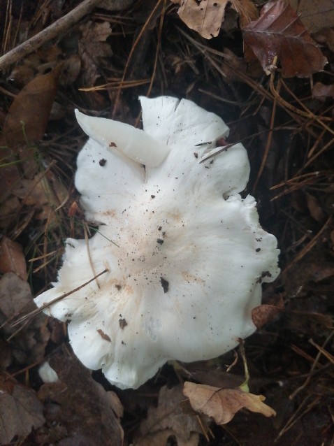 Tricholoma columbetta