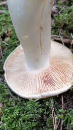 Entoloma sinuatum