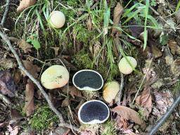 Scleroderma citrinum