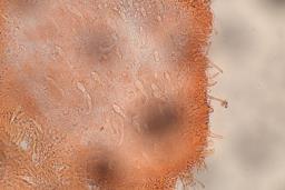 Lactocollybia cycadicola